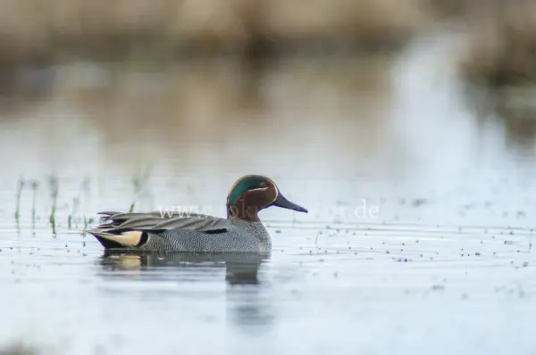 Fokus-Natur Bild