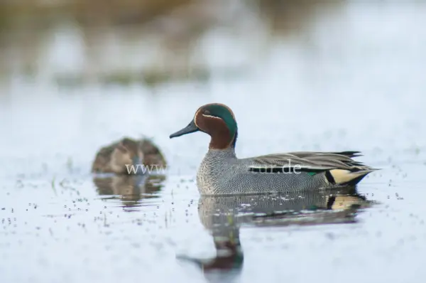 Fokus-Natur Bild