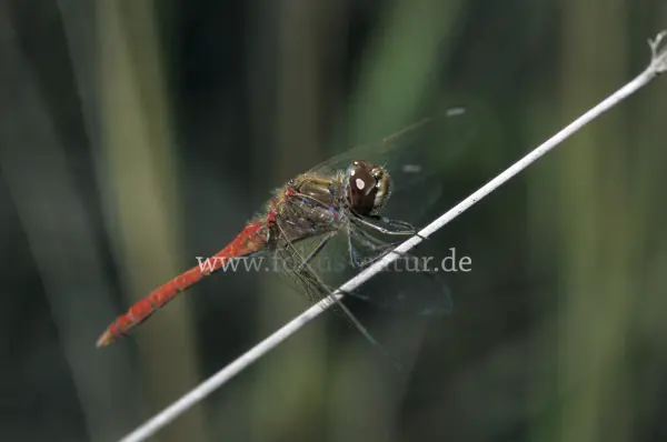 Fokus-Natur Bild