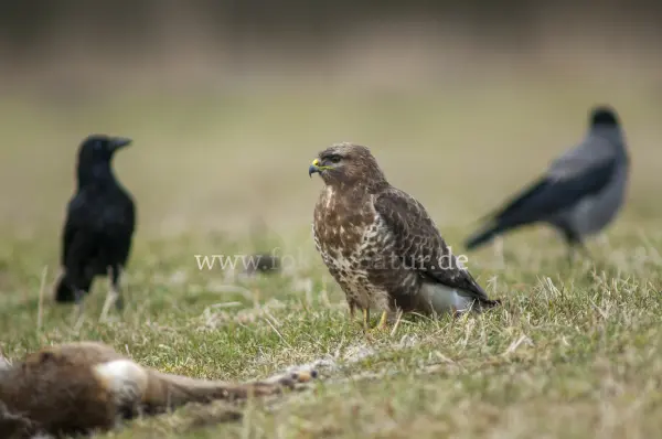 Fokus-Natur Bild