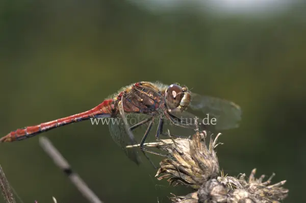 Fokus-Natur Bild