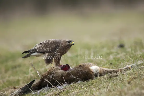 Fokus-Natur Bild