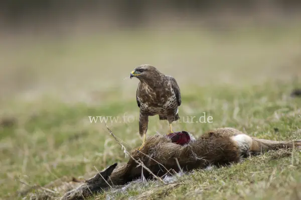 Fokus-Natur Bild