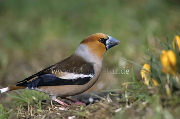 Fokus-Natur Bild
