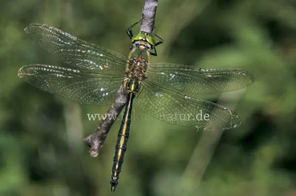Fokus-Natur Bild