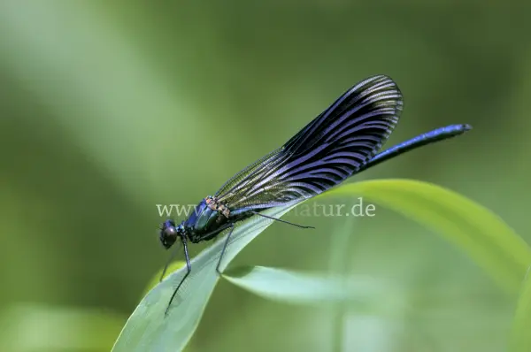 Fokus-Natur Bild