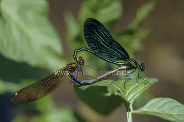 Fokus-Natur Bild