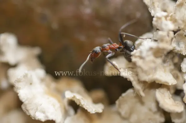 Fokus-Natur Bild