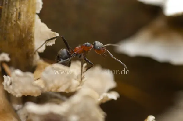 Fokus-Natur Bild