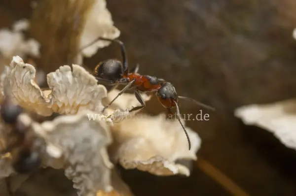 Fokus-Natur Bild