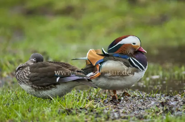 Fokus-Natur Bild