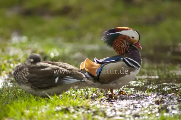 Fokus-Natur Bild