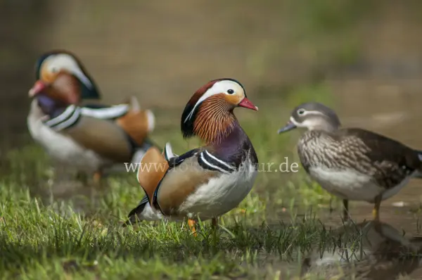 Fokus-Natur Bild