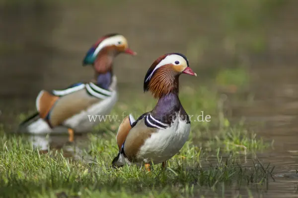 Fokus-Natur Bild