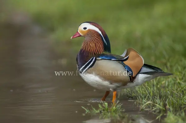 Fokus-Natur Bild