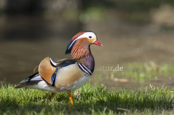 Fokus-Natur Bild