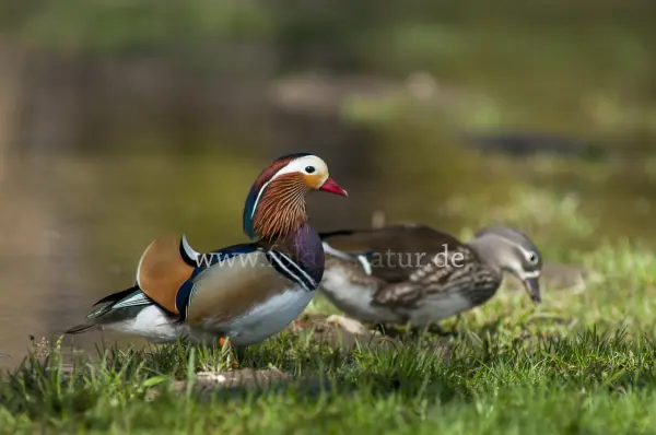 Fokus-Natur Bild