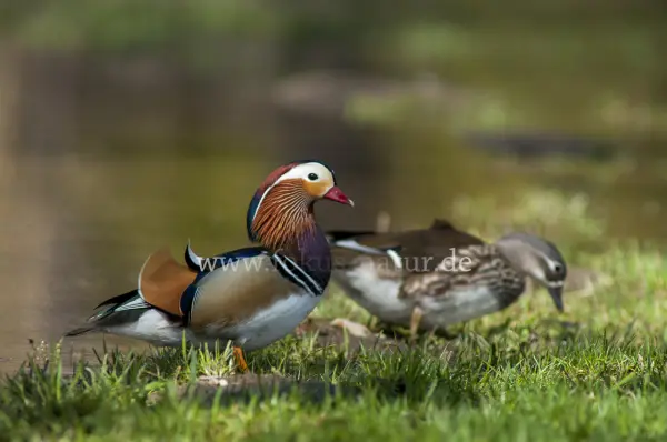 Fokus-Natur Bild