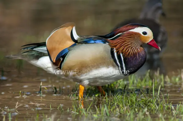 Fokus-Natur Bild