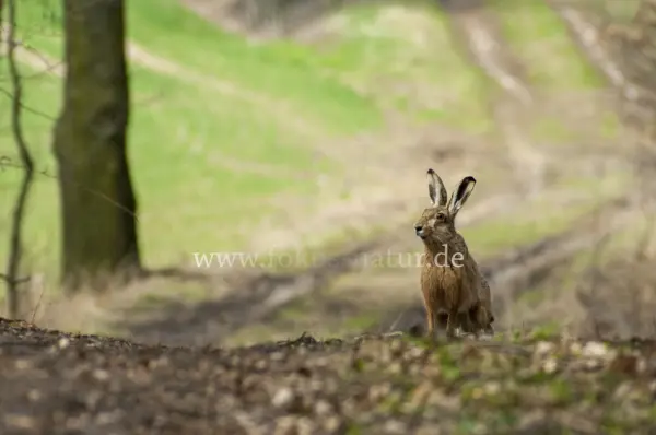 Fokus-Natur Bild