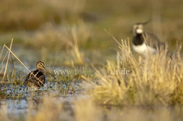 Fokus-Natur Bild