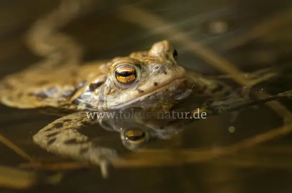 Fokus-Natur Bild
