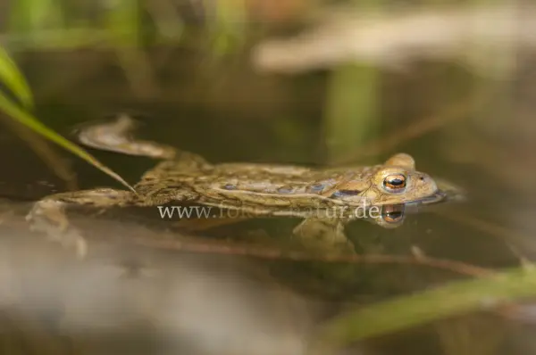 Fokus-Natur Bild