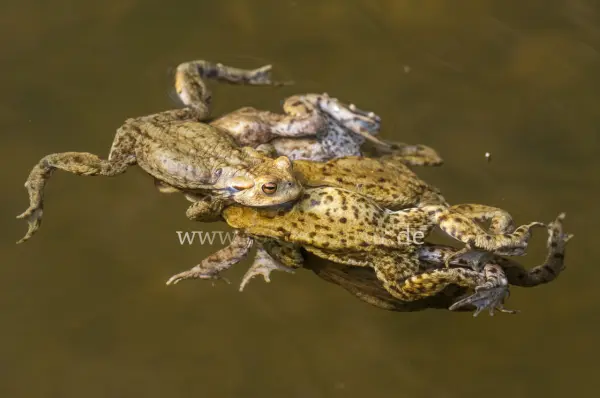Fokus-Natur Bild