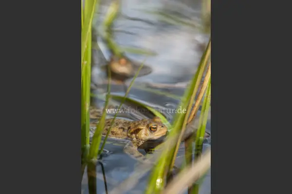 Fokus-Natur Bild