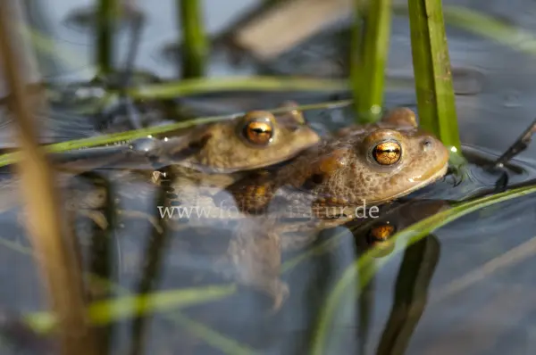 Fokus-Natur Bild
