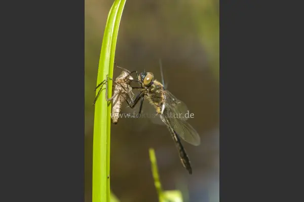 Fokus-Natur Bild