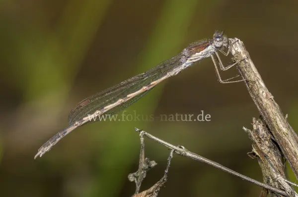 Fokus-Natur Bild