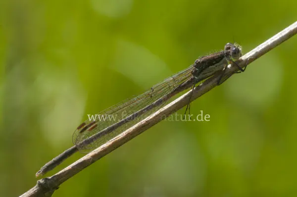 Fokus-Natur Bild
