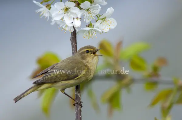 Fokus-Natur Bild
