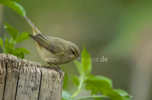Fokus-Natur Bild