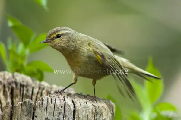 Fokus-Natur Bild