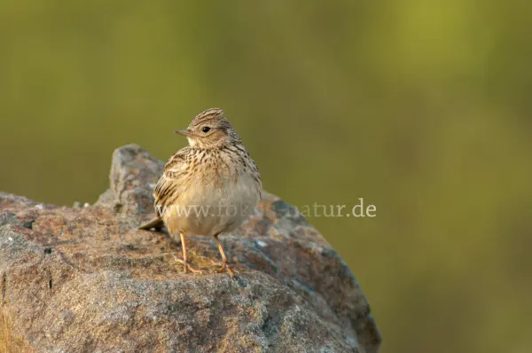 Fokus-Natur Bild