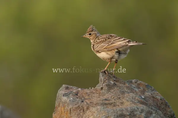 Fokus-Natur Bild