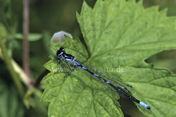 Fokus-Natur Bild