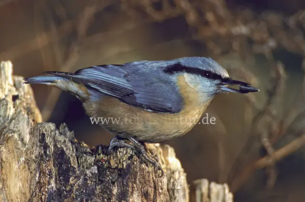 Fokus-Natur Bild