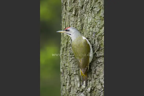 Fokus-Natur Bild