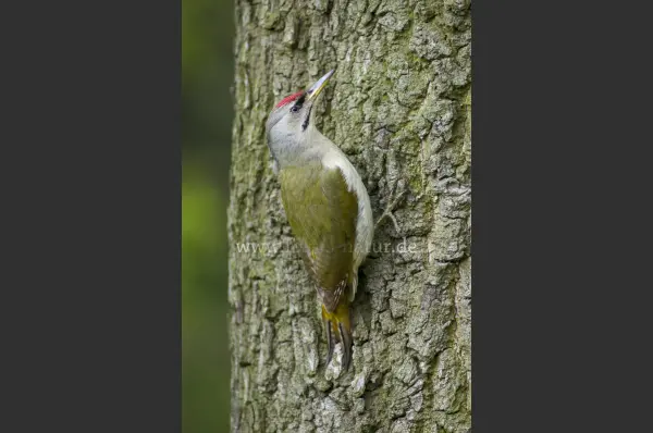 Fokus-Natur Bild