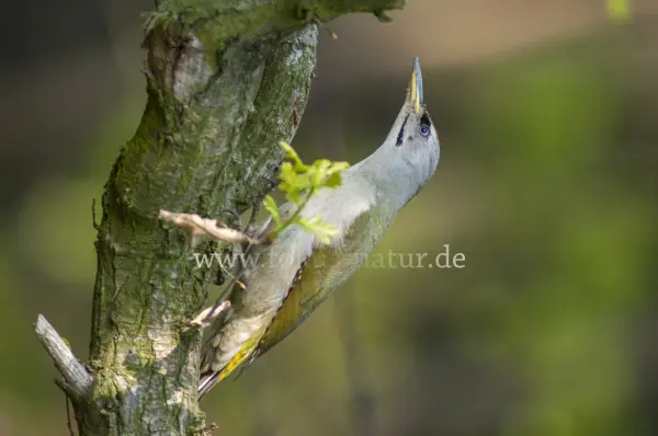 Fokus-Natur Bild