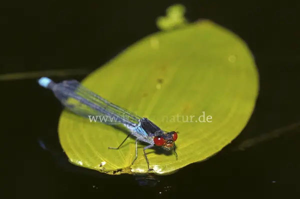 Fokus-Natur Bild