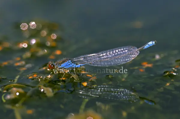 Fokus-Natur Bild