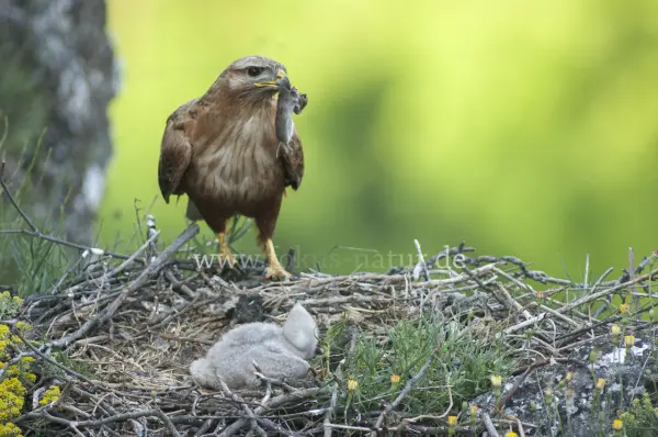 Fokus-Natur Bild