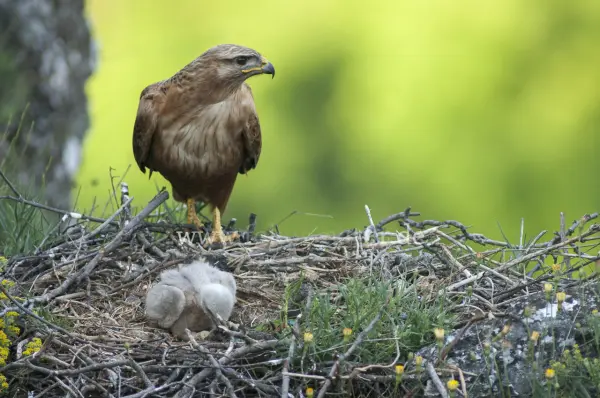 Fokus-Natur Bild