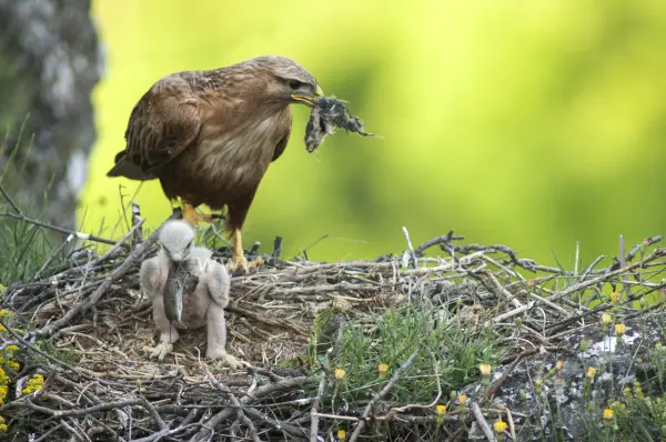 Fokus-Natur Bild