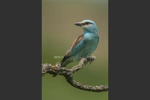 Fokus-Natur Bild