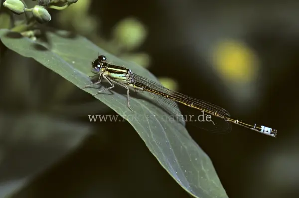 Fokus-Natur Bild